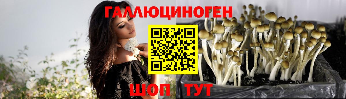 Псилоцибиновые грибы GOLDEN TEACHER  Псилоцибиновые грибы мухоморы  Вход с VPN  Новороссийск 